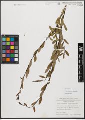 Foto von Salix triandra subsp. amygdalina (L.) Schübl. & G. Martens